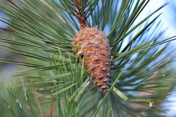 pine tree branch with cones