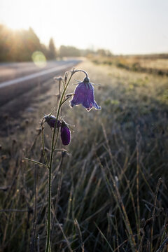 Frosty Bluebells By The Road