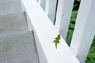 緑の小さなトカゲ