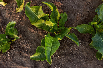 Three horseradish bushs with bright green leaves growing in own garden. Field with black soil. The view from the top. 