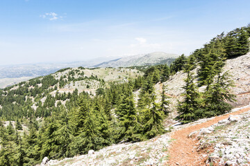 Cedars of mount Lebanon, Shouf biosphere reserve cedar forest, Barouk