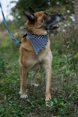 homeless dog on green grass