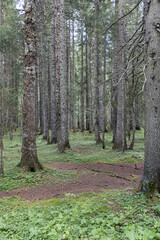 coniferous forest, pine trees