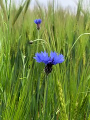 flowers in the field