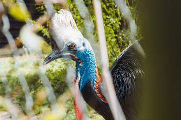 Naklejka premium close up of a peacock