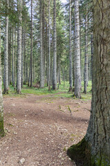 Obraz premium coniferous forest, pine trees