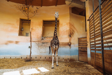 giraffe in the zoo