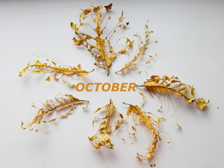 Skeletons of dry leaves with streaks on a white background close-up with the inscription OCTOBER, autumn concept