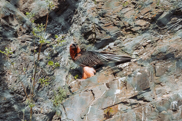 red winged blackbird