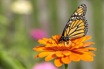 Fototapeta na wymiar Late Season Monarch Butterfly on Colorful Flower Bloom