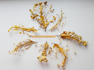 Skeletons of dry leaves with streaks on a white background close-up with the inscription ENVIRONMENT, autumn concept
