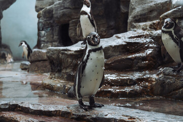 penguin on the rocks