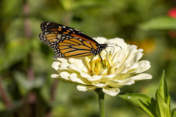 Late Season Monarch Butterfly on Colorful Flower Bloom