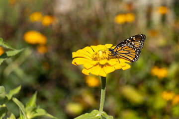 Late Season Monarch Butterfly on Colorful Flower Bloom