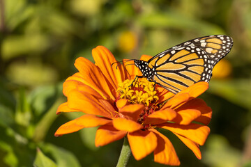 Late Season Monarch Butterfly on Colorful Flower Bloom