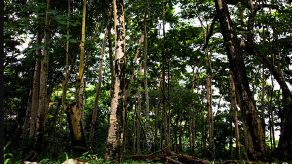 Fototapeta premium sun rays through the trees