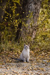 Gato de campo blanco con ojos azules en la naturaleza con árboles y hojas de otoño