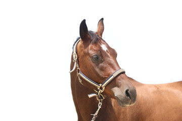 Fototapeta premium Side view portrait of a beautiful saddle horse on white background