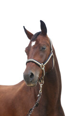Side view portrait of a beautiful saddle horse on white background