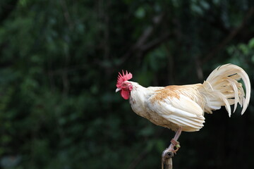 Hahn mit weissen und braunen Federn steht auf dem Pfahl, Philippinen