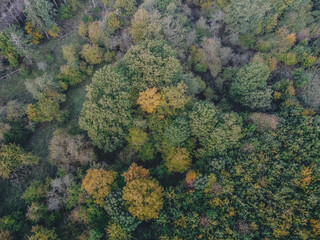 Aerial view of fall forest. D
rone shot.