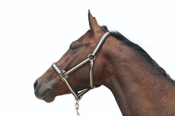 Obraz premium Thoroughbred stallion posing for cameras against white colored background