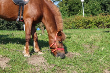 red brown horse in harness horse eating green grass on a Sunny day against the background of green...