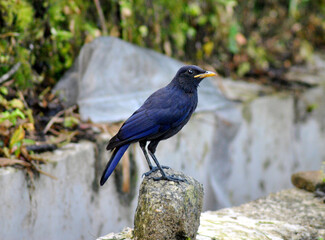 Blue Whistling Thrush perched on stone chirping in the morning at Gangtok in Sikkim. There are 574 species of birds, out of which 253 genera and 55 families under 16 avian orders are found in Sikkim.