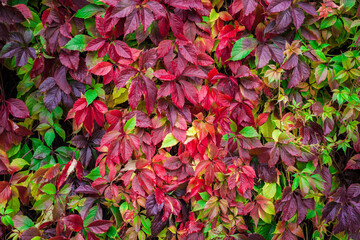 Bright multicolored autumn leaves of five-fingered ivy also known as wild grapes or Virginia creeper with green, red, purple, crimson colored leaves with rain drops. Natural background, copy space