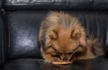 Pomeranian Dog Eating Pizza. Puppy Eating On The Sofa At Home