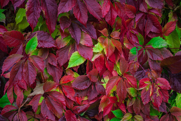 Bright multicolored autumn leaves of five-fingered ivy also known as wild grapes or Virginia...