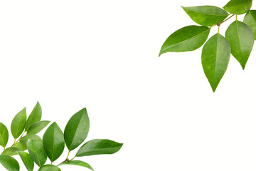 ネズミモチの葉