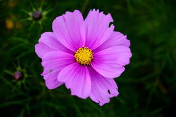 Obraz premium pink flower in the garden