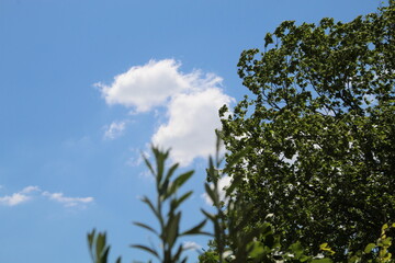 Fototapeta premium Baum vor Himmel