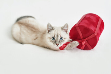 Christmas kitten with gifts. Merry christmas greeting card. New year gift for child. Winter holidays and vacations. Goods for pets, zoo clinic concept. Animal cat with christmas decor