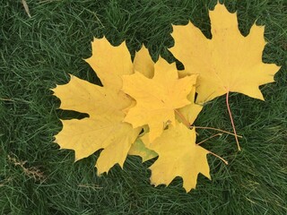 autumn maple leaves on green grass natural background texture