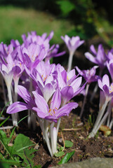 violet crocus flowers in the garden