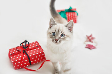 Christmas kitten with gifts. Merry christmas greeting card. New year gift for child. Winter holidays and vacations. Goods for pets, zoo clinic concept. Animal cat with christmas decor