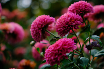 flowers in the garden