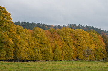 Beautiful autumn landscape, trees with foliage in colorful autumn colors. Photography taken in October in Sweden. Cloudy sky as background, copy space and place for text.