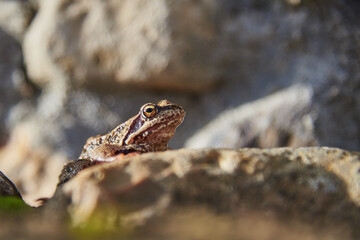 A frog, Slightly blurred in the sunlight, sits on the rocks.