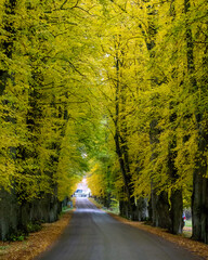 Obraz premium Alley, road through an autumn landscape with colorful foliage in Floda just outside Gothenburg in Sweden. Trees with green, yellow, orange leaves, on both sides of the street.