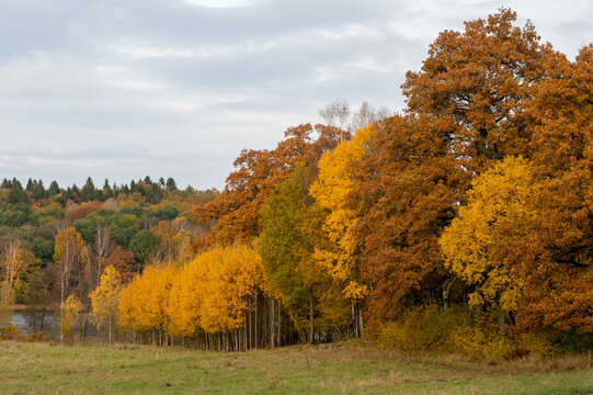 Beautiful autumn landscape, trees with foliage in colorful autumn colors. Photography taken in October in Sweden. Cloudy sky as background, copy space and place for text.