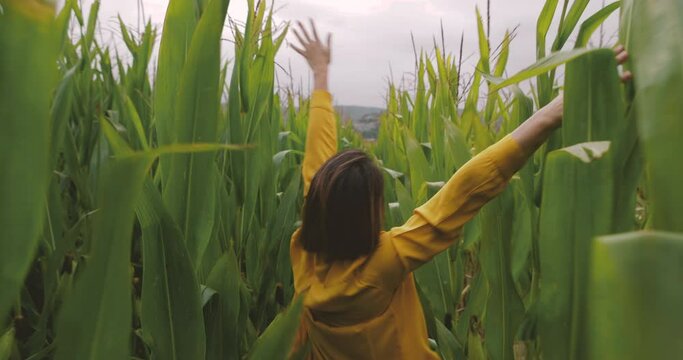 Slow motion of back of Caucasian woman walking through a corn field and touching with hands the green leaves. Girl with yellow shirt Feeling happy, realized. Dreaming picture of freedom, calmness.