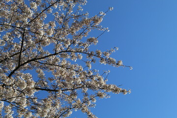 Blühender Baum mit Himmel