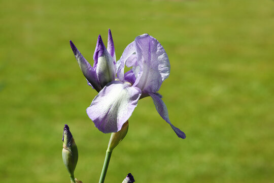 A Vinka is blurred green background in summer. The violet flower is on sunny day in the garden
