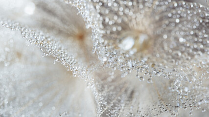 Beautiful dew drops on a dandelion seed macro. Beautiful soft background. Water drops on a parachutes dandelion. Copy space. soft focus on water droplets. circular shape, abstract background