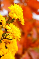 bouquet of yellow chrysanthemums on a background of red autumn leaves