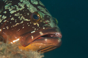 Epinephelus marginatus