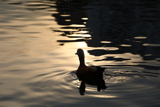 Silhouette of a duck on the lake at sunset.Waterfowl moving in the twilight.Reflection of the sun in the rippling water.Evening image with focus in the foreground